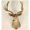 Image 1 : 6x6 Buck Mount