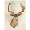 Image 2 : 6x6 Buck Mount