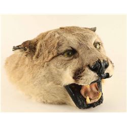 Mountain Lion Head Mount