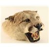 Mountain Lion Head Mount