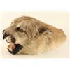 Image 2 : Mountain Lion Head Mount