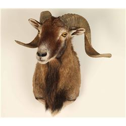 American Blackbelly Sheep