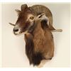 Image 2 : American Blackbelly Sheep