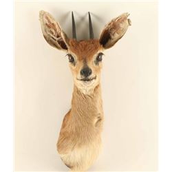Dik Dik Shoulder Mount