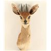 Image 1 : Dik Dik Shoulder Mount