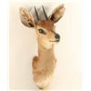 Image 2 : Dik Dik Shoulder Mount