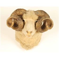 Sheep Shoulder Mount