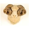 Image 1 : Sheep Shoulder Mount