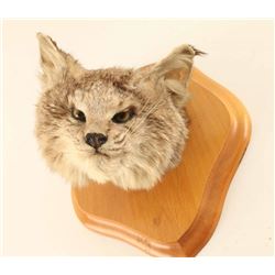 Beautiful Lynx Head Mount