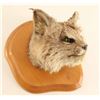 Image 2 : Beautiful Lynx Head Mount