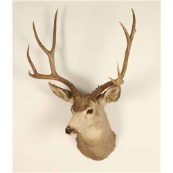 4x4 Deer Mount