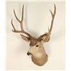 Image 1 : 4x4 Deer Mount