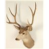 Image 2 : 4x4 Deer Mount