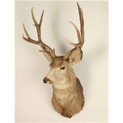 5x4 Deer Shoulder Mount