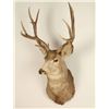 Image 1 : 5x4 Deer Shoulder Mount
