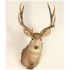 Image 2 : 5x4 Deer Shoulder Mount