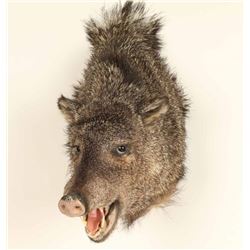 Javelina Shoulder Mount