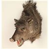 Image 2 : Javelina Shoulder Mount