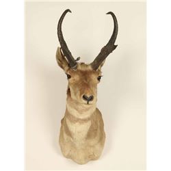 Antelope Buck Mount