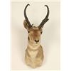 Image 1 : Antelope Buck Mount