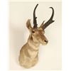 Image 2 : Antelope Buck Mount