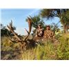 Image 2 : 5 Day Hunt for 2 Hunters for 1 Red Stag and 1 Patagonic Ram - $9,100
