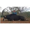 Image 1 : 7 Day Sable Antelope Safari - $11,000/Exhibitor