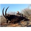 Image 2 : 7 Day Sable Antelope Safari - $11,000/Exhibitor