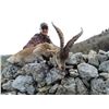 Image 3 : Beceite Ibex Management Hunt in Spain for 1 Hunter - $3,500