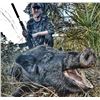 Image 2 : Fair Chase Wild Russian Boar Hunt - $5,000