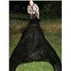 Image 15 : Minnesota Giant Black Bear Hunt - $4,990 / Exhibitor