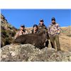 Image 3 : New Zealand Free Range Trophy Bull Tahr - $8,500