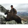 Image 4 : New Zealand Free Range Trophy Bull Tahr - $8,500