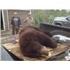 Image 1 : Ontario Black Bear for 1 Hunter - $1,500