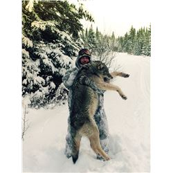Ontario Wolf Hunt - $2,500