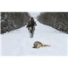 Image 2 : Ontario Wolf Hunt - $2,500