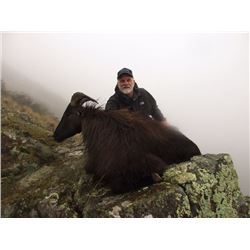 New Zealand Free Range Trophy Bull Tahr - $8,500