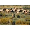 Image 4 : Colorado Archery Elk Hunt for 1 Hunter - $2,400 / EXHIBITOR