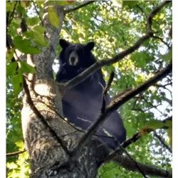 WISCONSIN YOUTH BLACK BEAR HUNT PACKAGE FOR 1 YOUTH & 1 NON-HUNTER - PRICELESS