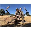Image 2 : Spanish Red Deer, Fallow Deer, or Iberian Mouflon Sheep Hunt with Sightseeing for 1 - $4,100