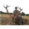 Image 3 : Spanish Red Deer, Fallow Deer, or Iberian Mouflon Sheep Hunt with Sightseeing for 1 - $4,100