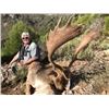 Image 4 : Spanish Red Deer, Fallow Deer, or Iberian Mouflon Sheep Hunt with Sightseeing for 1 - $4,100