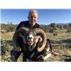 Image 7 : Spanish Red Deer, Fallow Deer, or Iberian Mouflon Sheep Hunt with Sightseeing for 1 - $4,100
