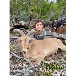 Texas Free Range Aoudad Ewe Hunt - $1,250