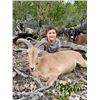 Texas Free Range Aoudad Ewe Hunt - $1,250
