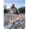 Image 2 : Texas Free Range Aoudad Ewe Hunt - $1,250