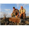 Image 1 : Roe Deer in Serbia for 2 - $6,600