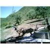 Image 2 : Archery Coues Deer and Javalina Hunt in Sonora, Mexico - $3,500