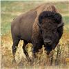 Image 2 : 2-Night Weekend Stay at Eugene T. Mahoney State Park and Lee G. Simmons Wildlife Safari Park Members