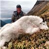 Image 4 : WINNER’S CHOICE - Alaskan Caribou or Alaskan Mountain Goat Hunt